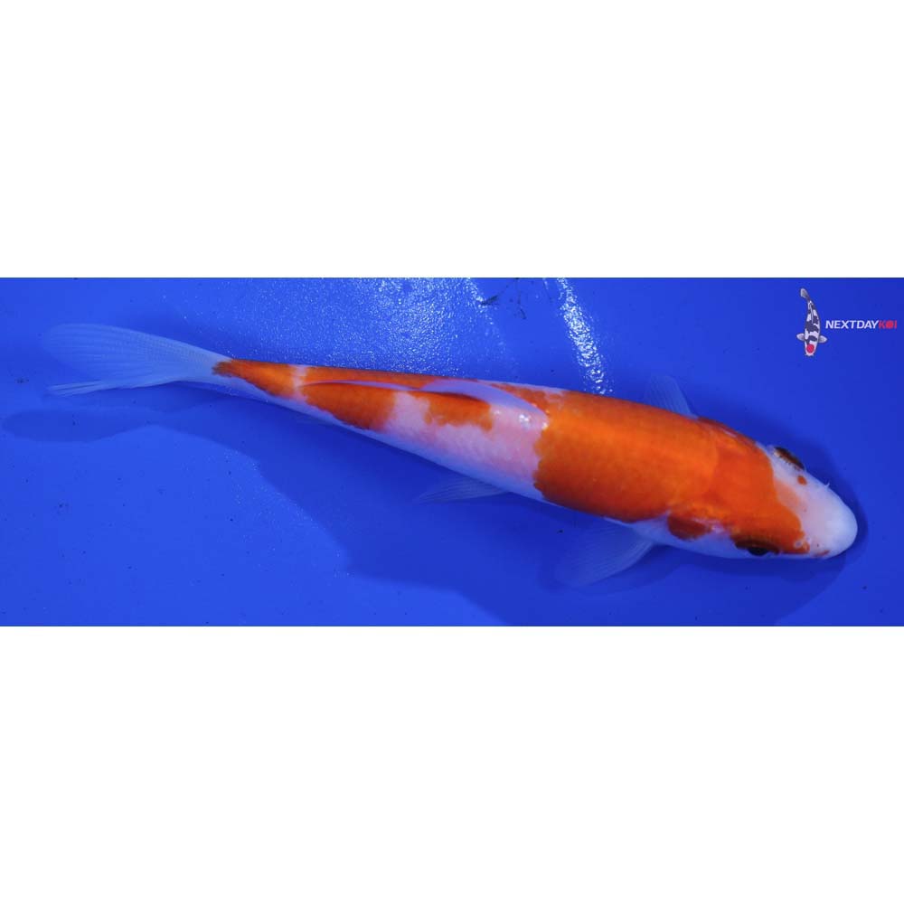 4.5” Imported Kohaku