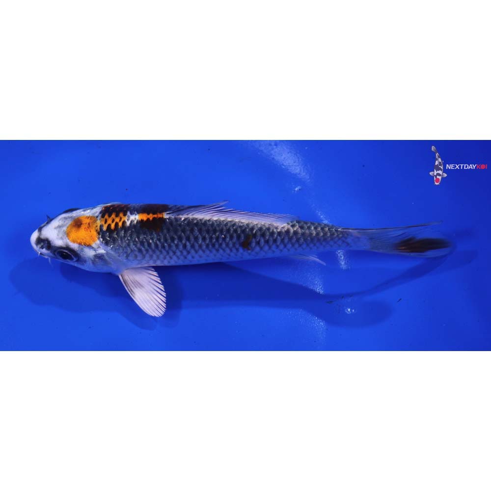 6” Imported Kujaku