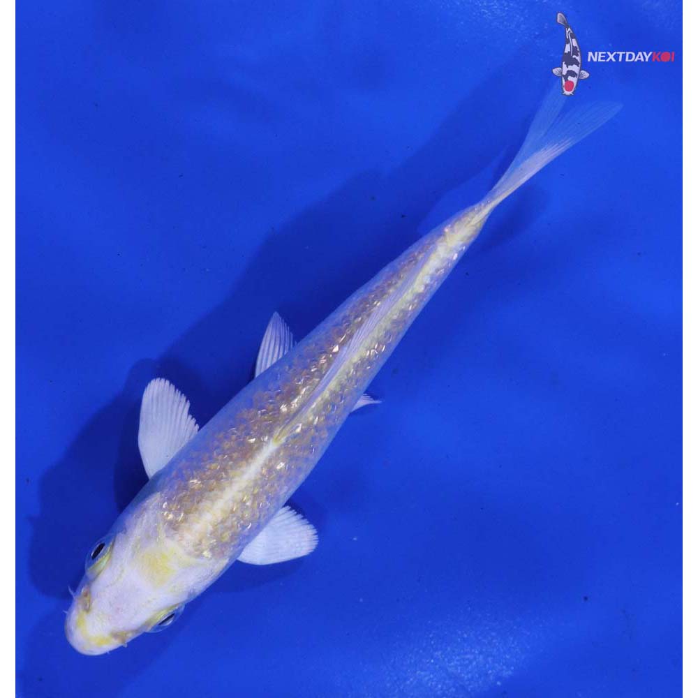 5” Imported Gin Rin Lemon Hariwake