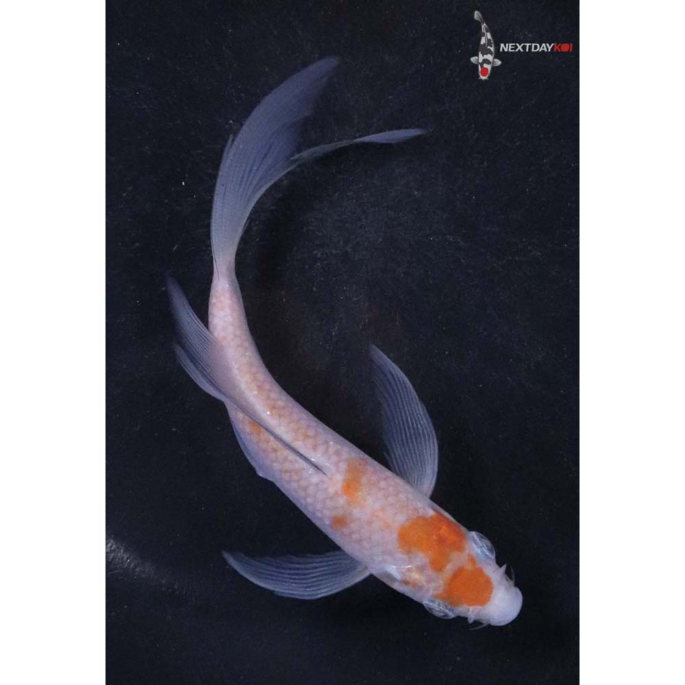 5” Imported Ochiba Shigure Butterfly Koi