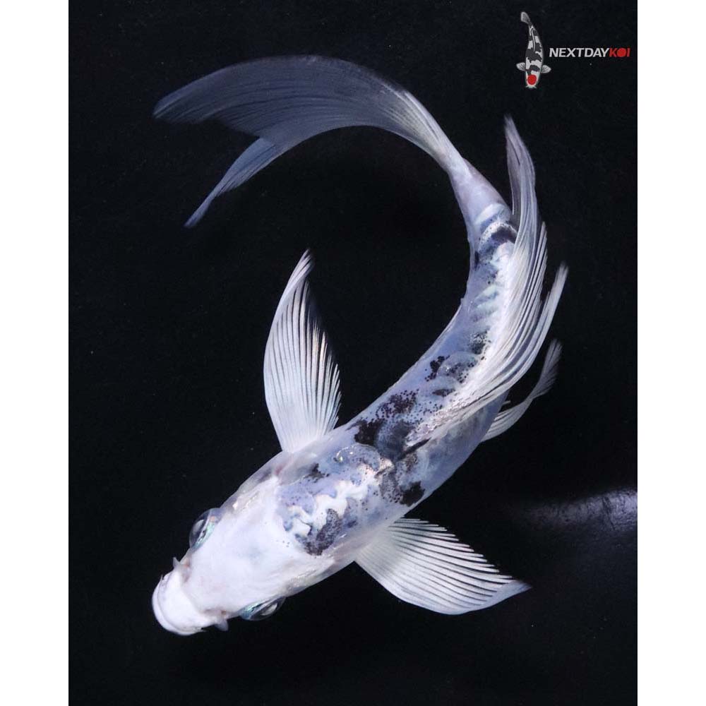 5.5” Imported Doitsu Gin Shiro Bekko Butterfly Koi