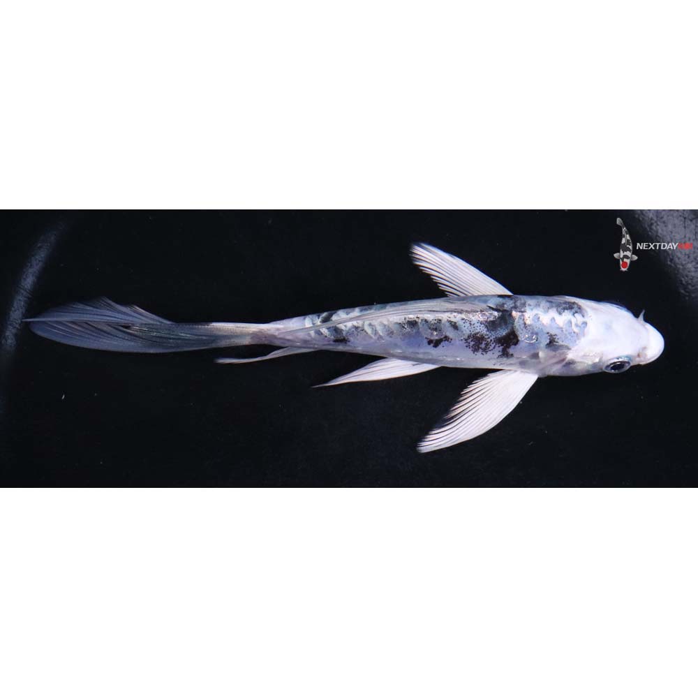 5.5” Imported Doitsu Gin Shiro Bekko Butterfly Koi