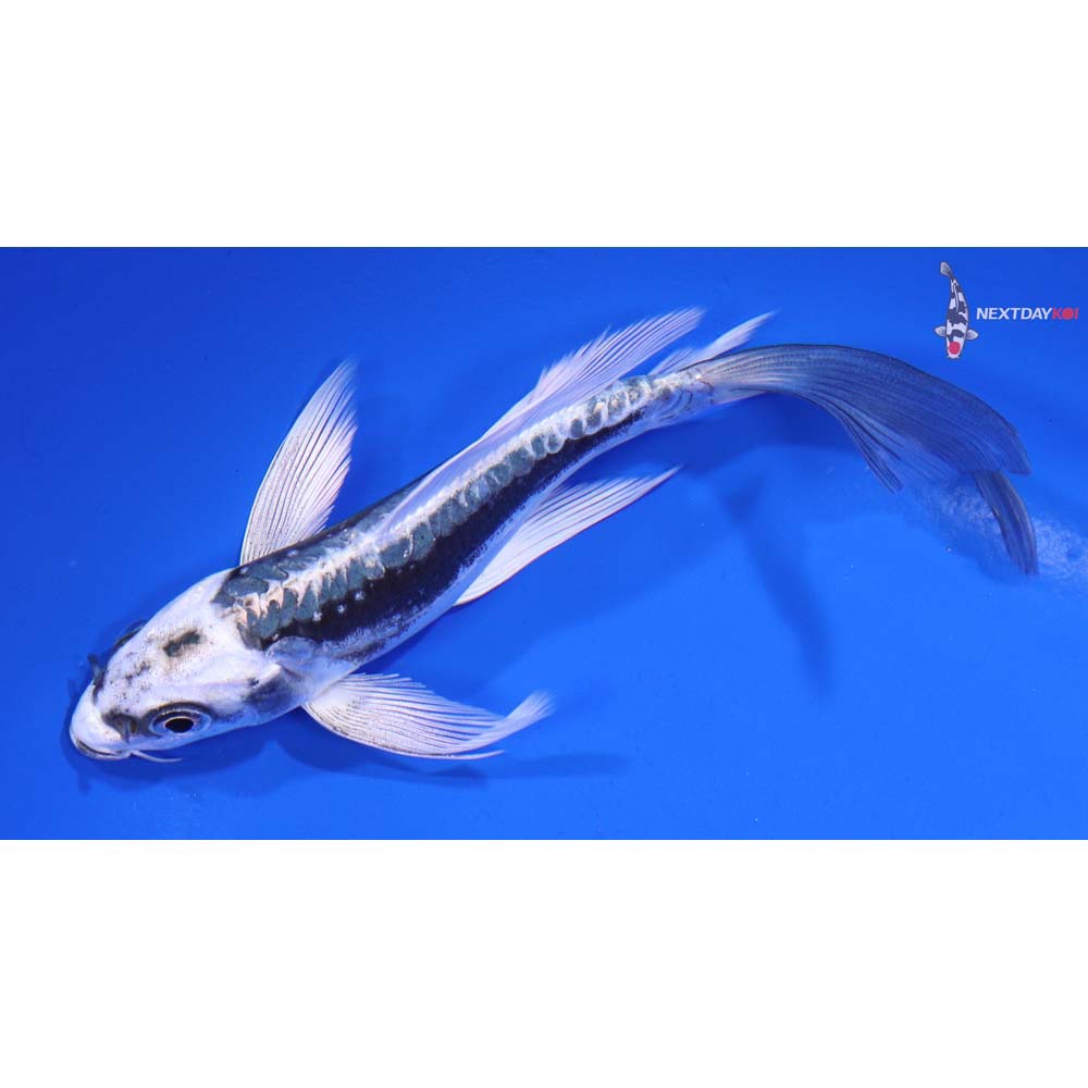 5.5” Imported Kikokuryu Butterfly Koi