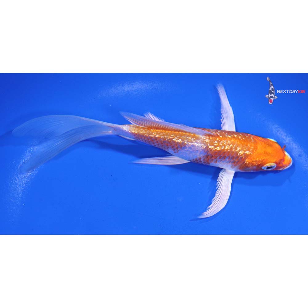 5.5” Imported Gin Rin Hariwake Butterfly Koi
