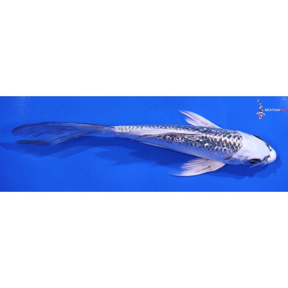 5.5” Imported Gin Rin Gin Matsuba Butterfly Koi