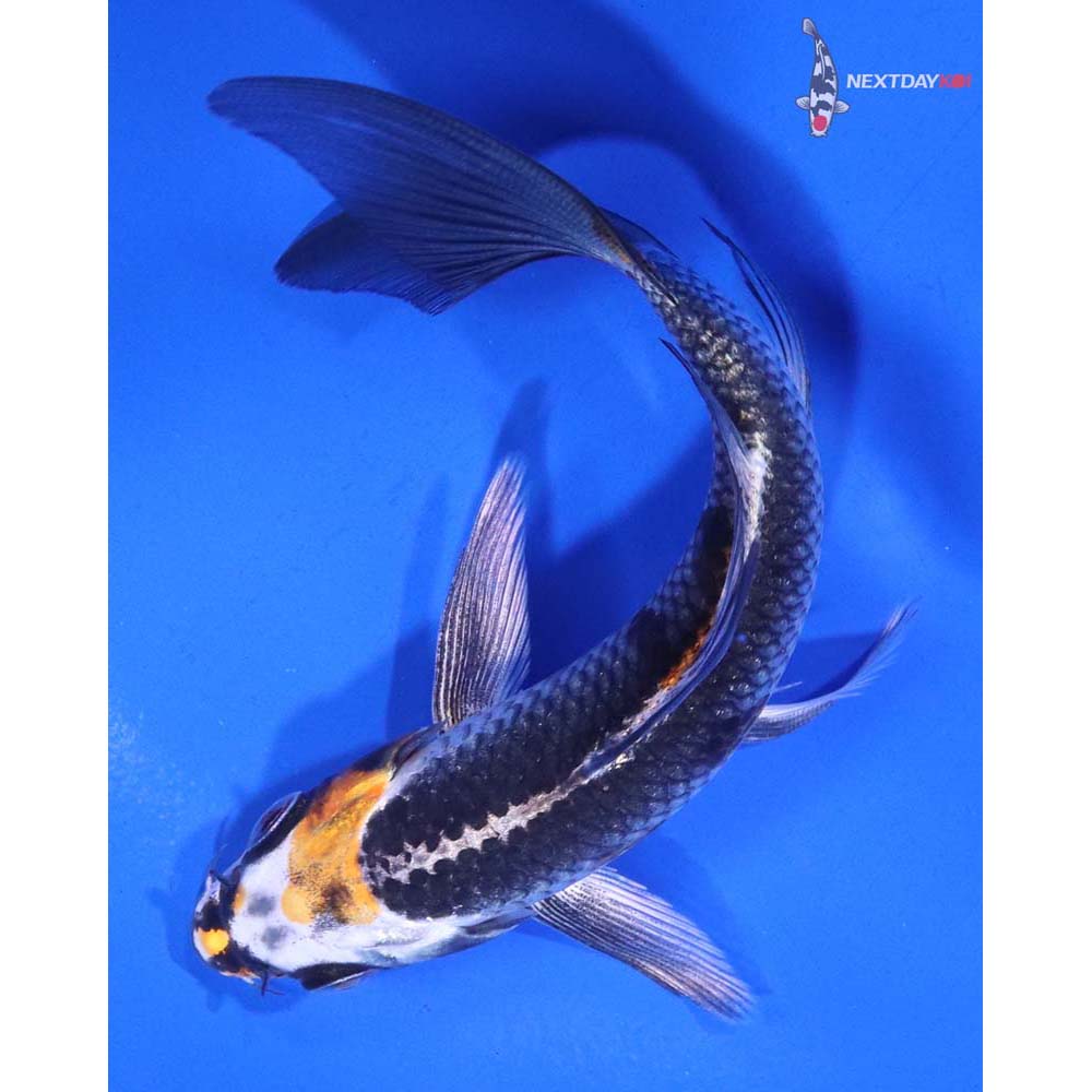 5” Imported Kujaku Butterfly Koi