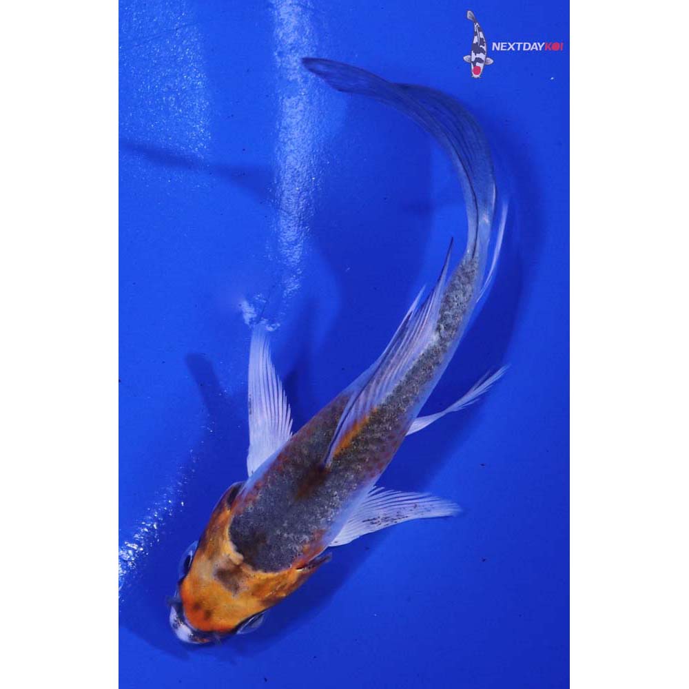 3.5” Imported Kujaku Butterfly Koi