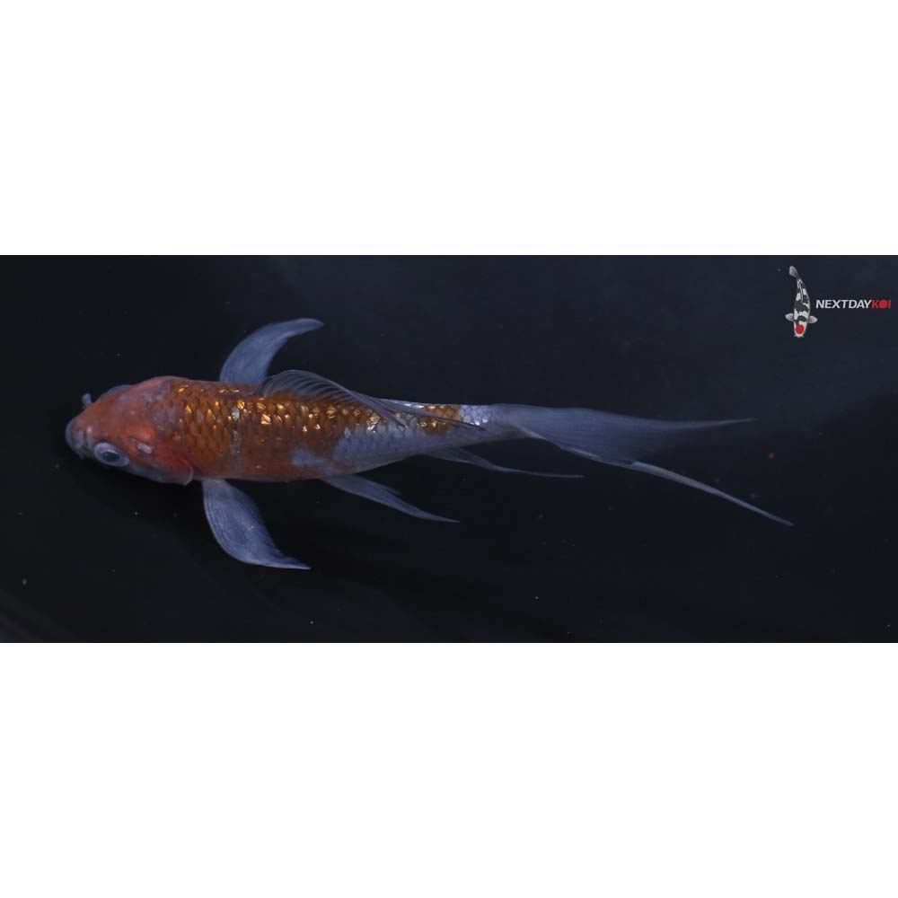 4” Imported Gin Rin Ochiba Shigure Butterfly Koi
