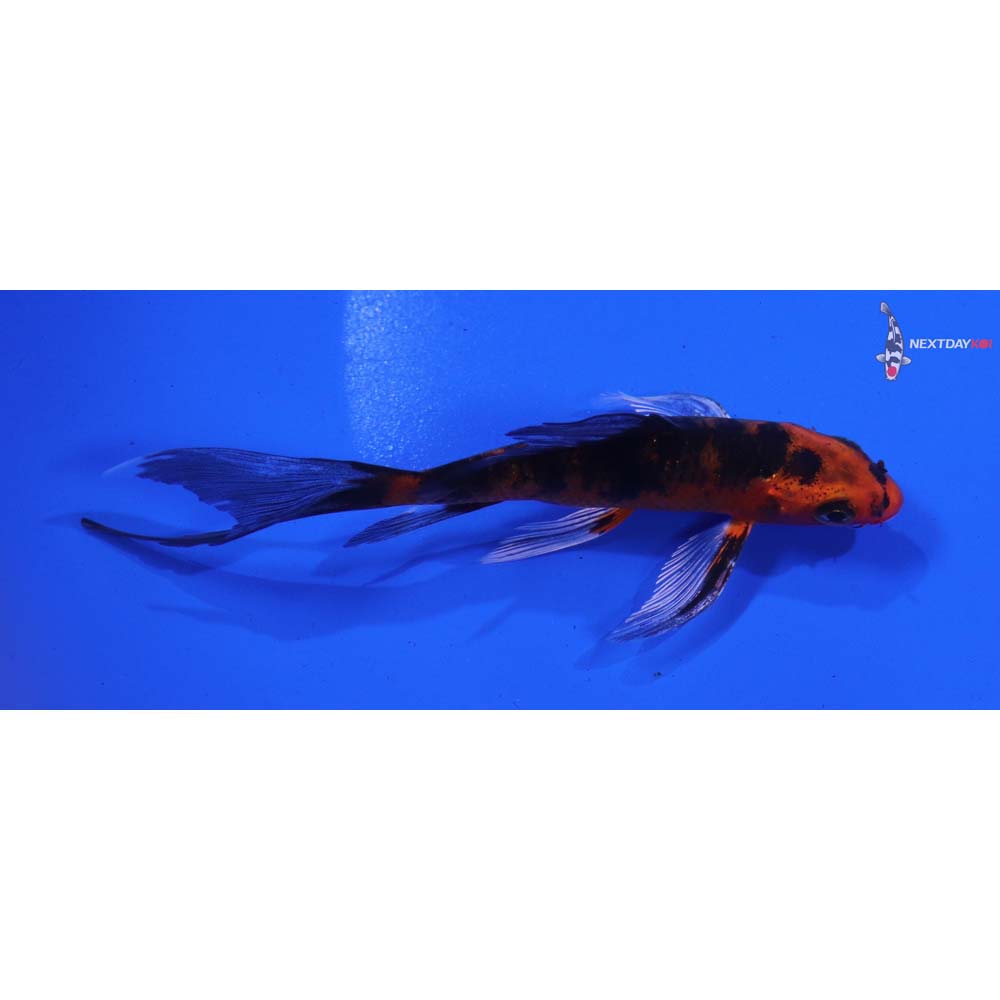 4” Imported Kin Aka Bekko Butterfly Koi