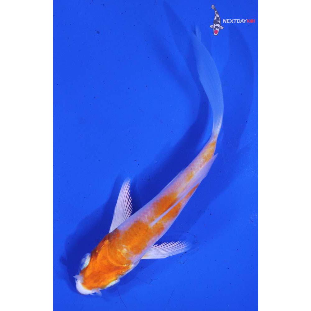 3.5” Imported Hariwake Butterfly Koi