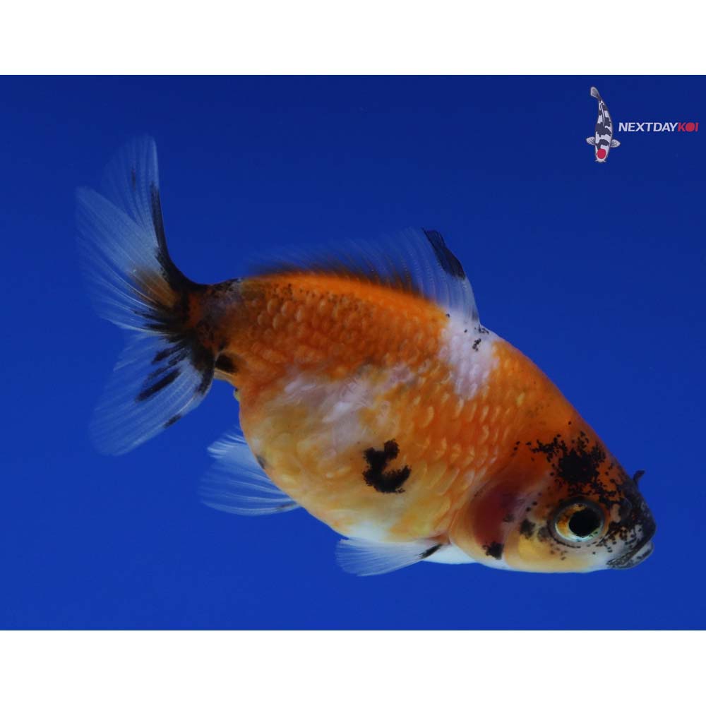 2” Imported Calico Pearlscale