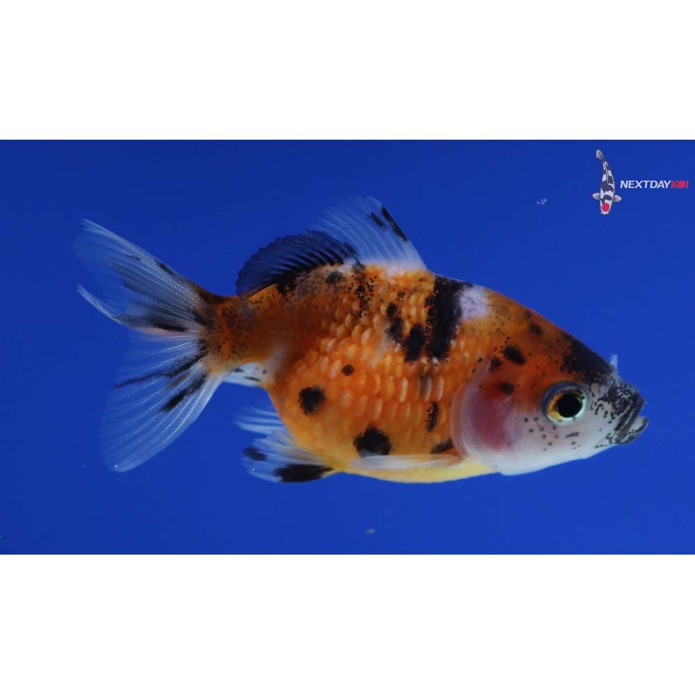 2.5” Imported Calico Pearlscale
