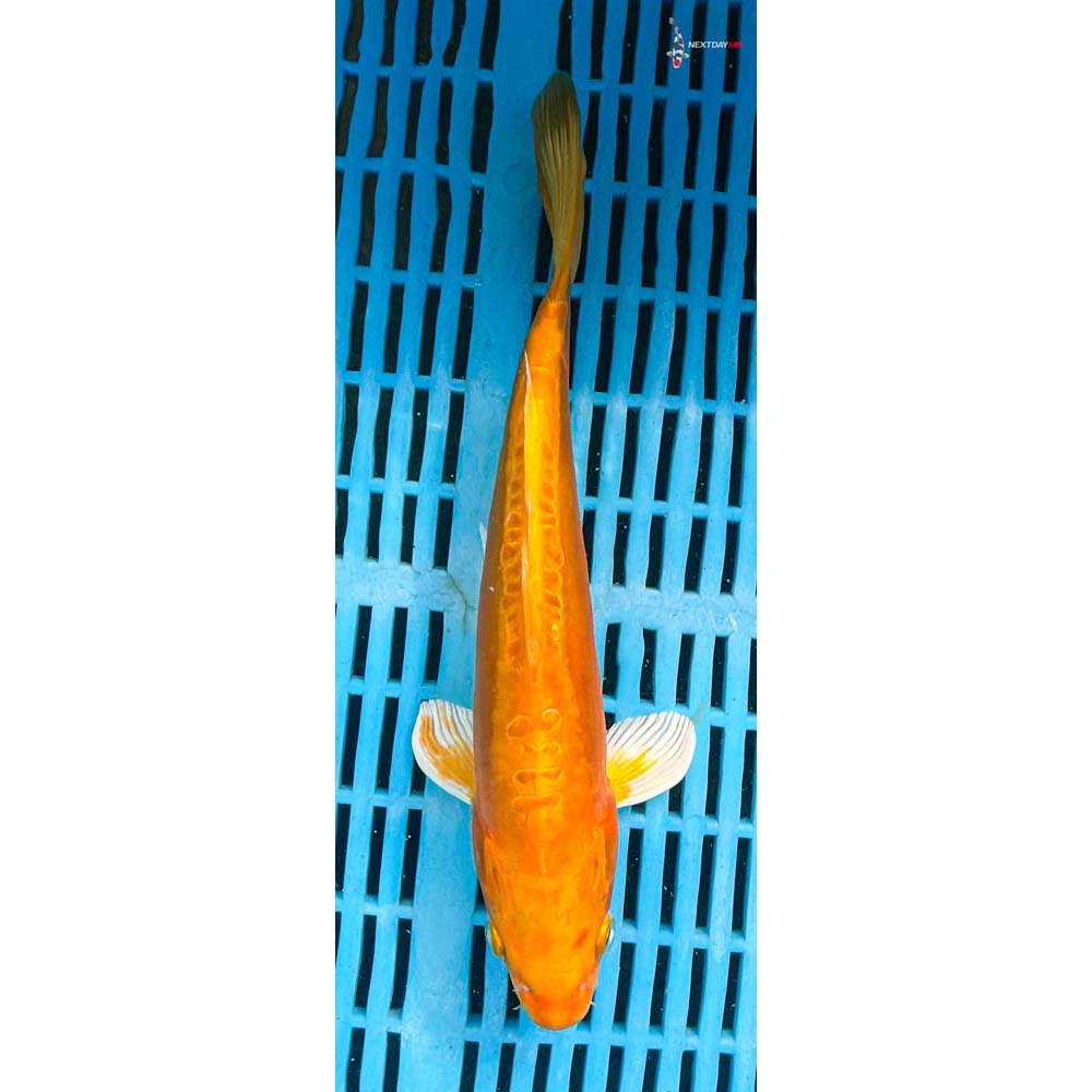 10-12” Imported Doitsu Yamabuki Ogon
