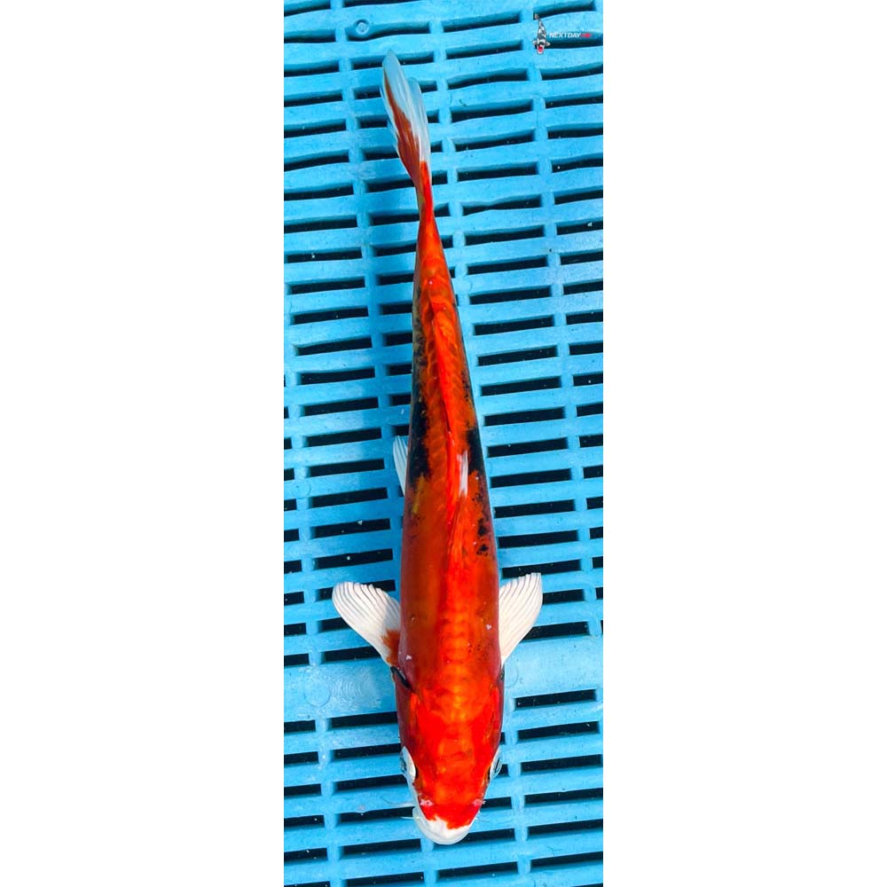 10-12” Imported Kin Kikokuryu