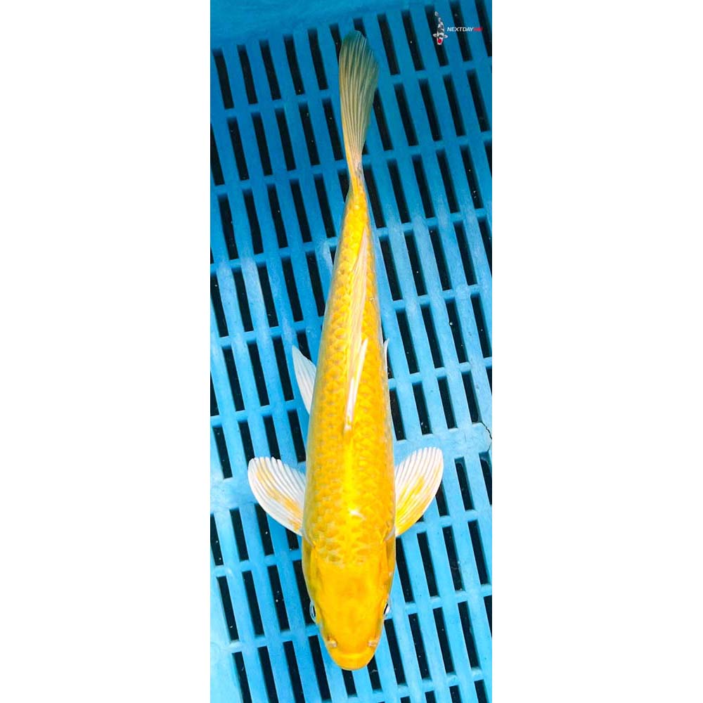 10-12” Imported Lemon Hariwake