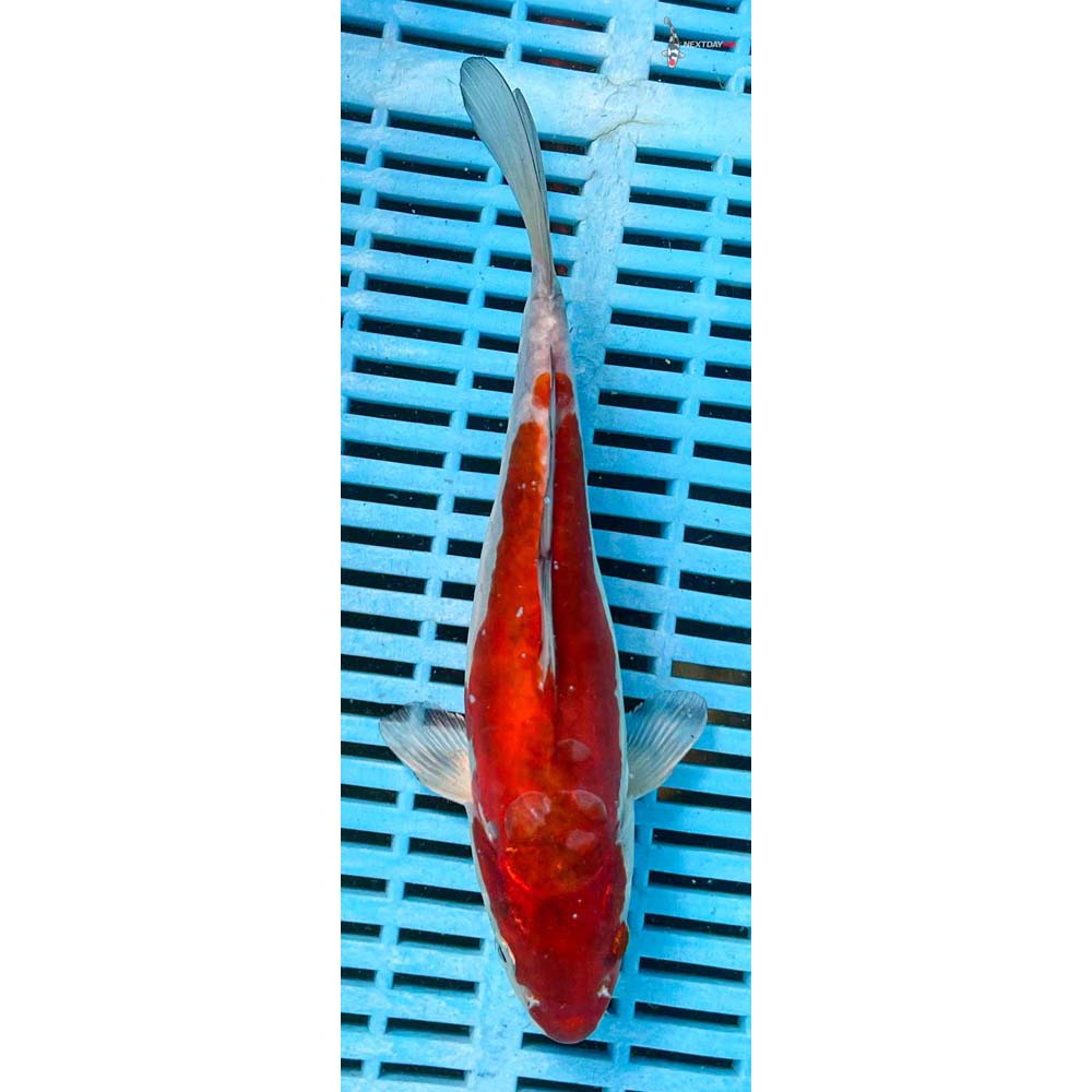 10-12” Imported Doitsu Ochiba Shigure