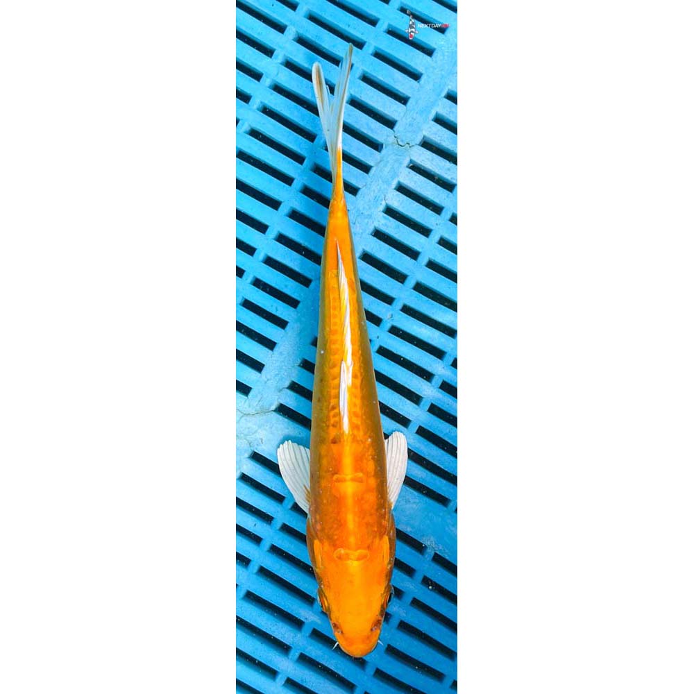 10-12” Imported Doitsu Yamabuki Ogon