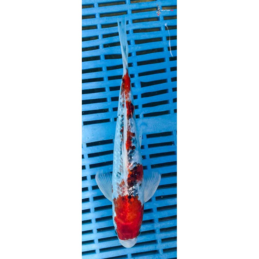 10-12” Imported Gin Rin Yamato Nishiki