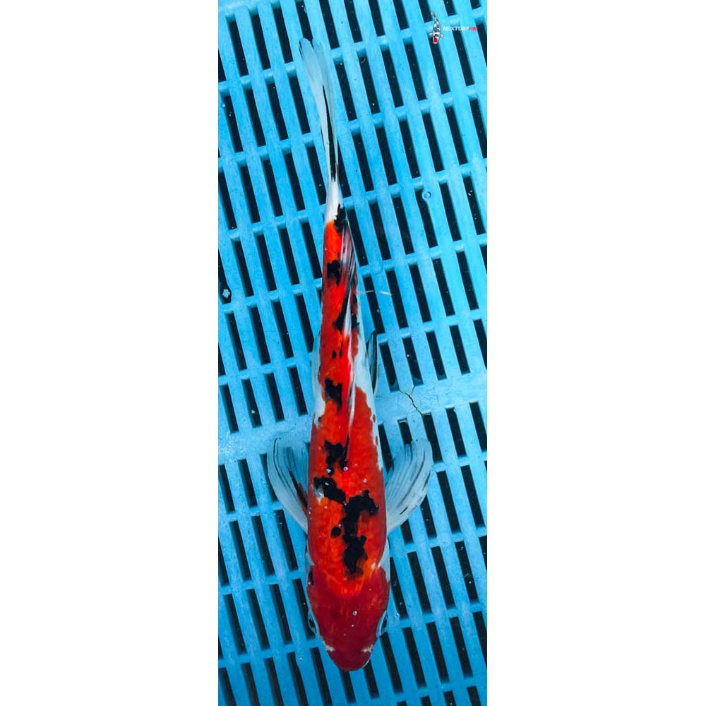 10-12” Imported Sanke