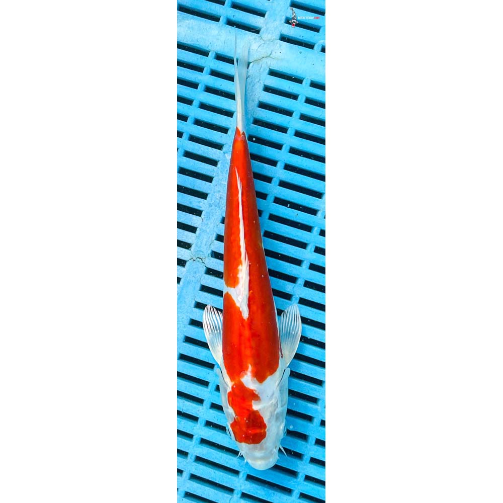 10-12” Imported Kikusui