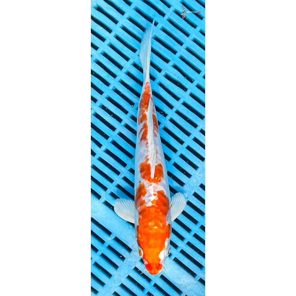 10-12” Imported Kikusui