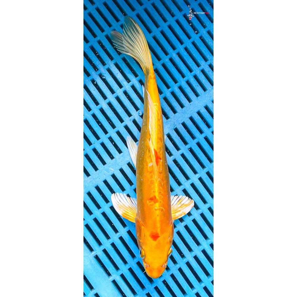 10-12” Imported Doitsu Yamabuki Ogon
