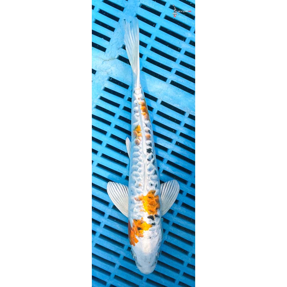 10-12” Imported Heisei Nishiki