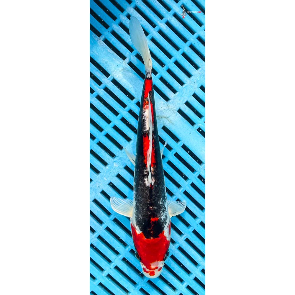 10-12” Imported Kin Kikokuryu