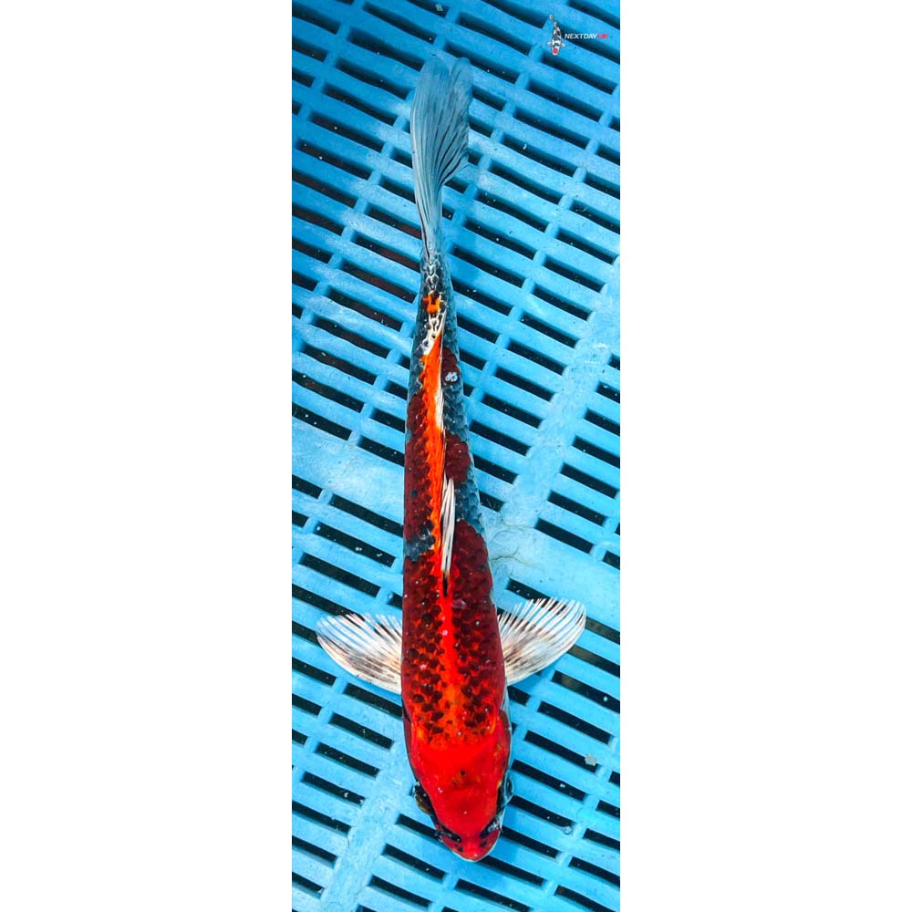 10-12” Imported Kujaku