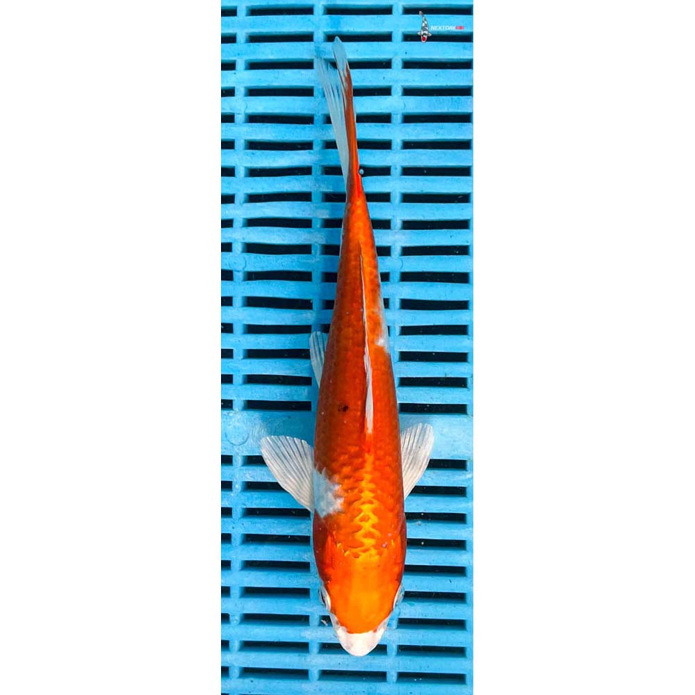 10-12” Imported Yamato Nishiki