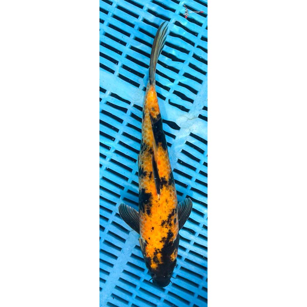10-12” Imported Hi Utsuri