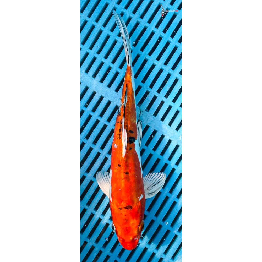 10-12” Imported Heisei Nishiki