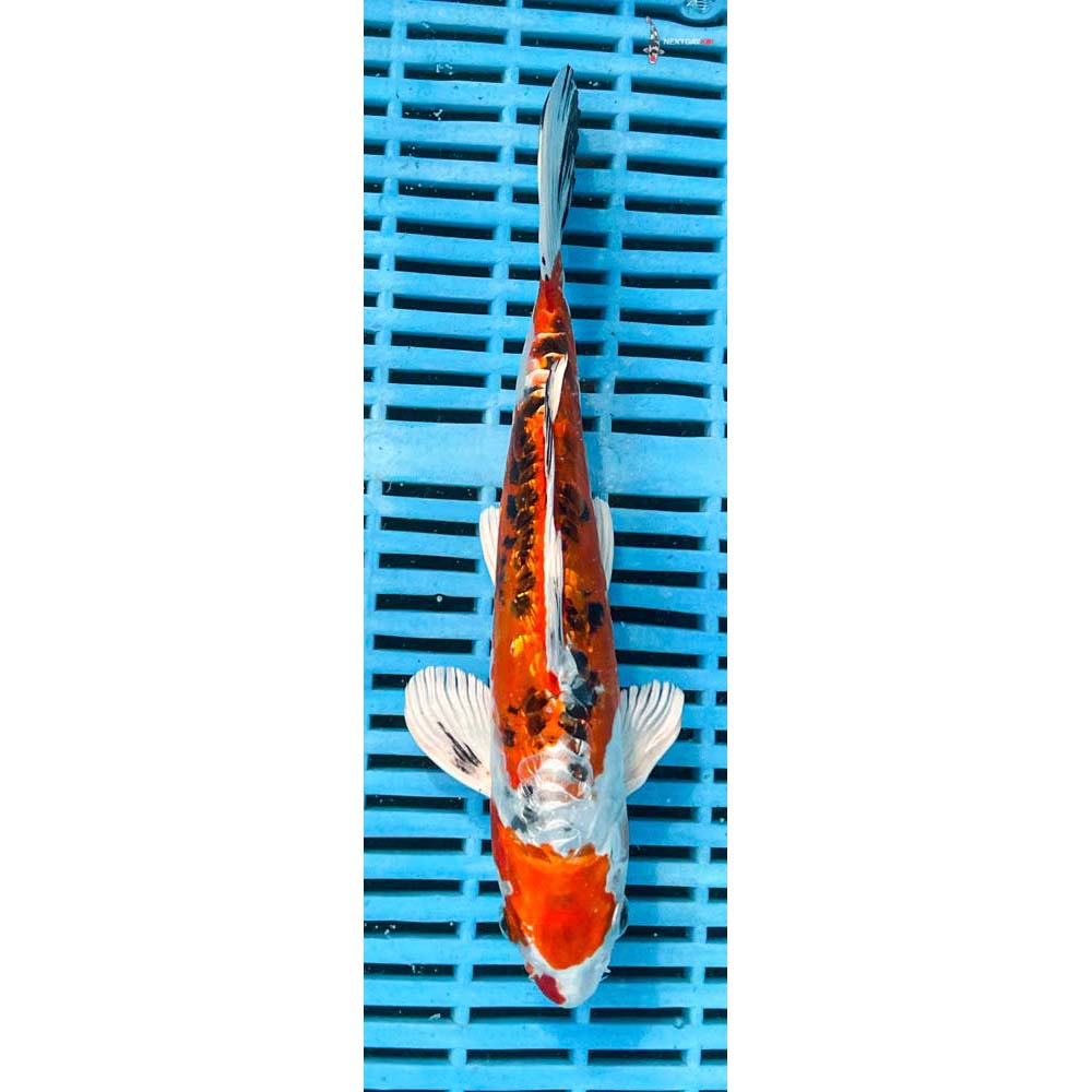 10-12” Imported Gin Rin Heisei Nishiki