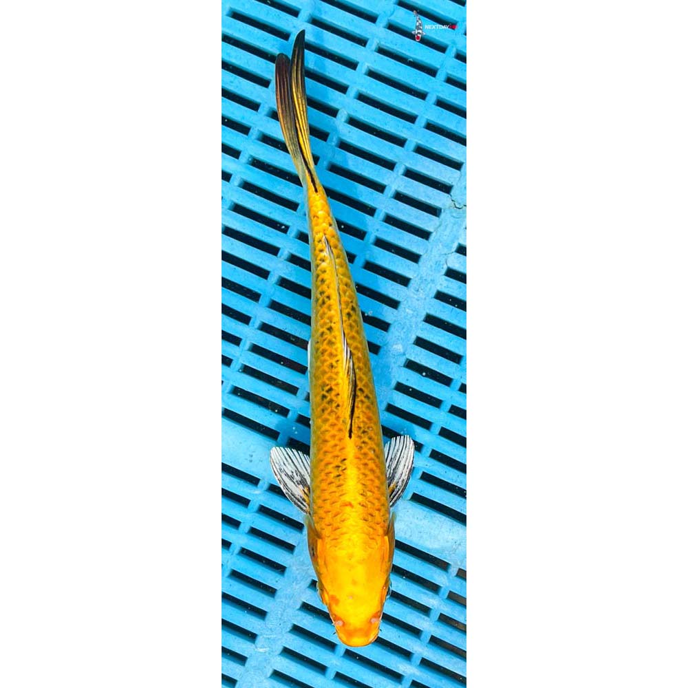 10-12” Imported Kin Ki Bekko