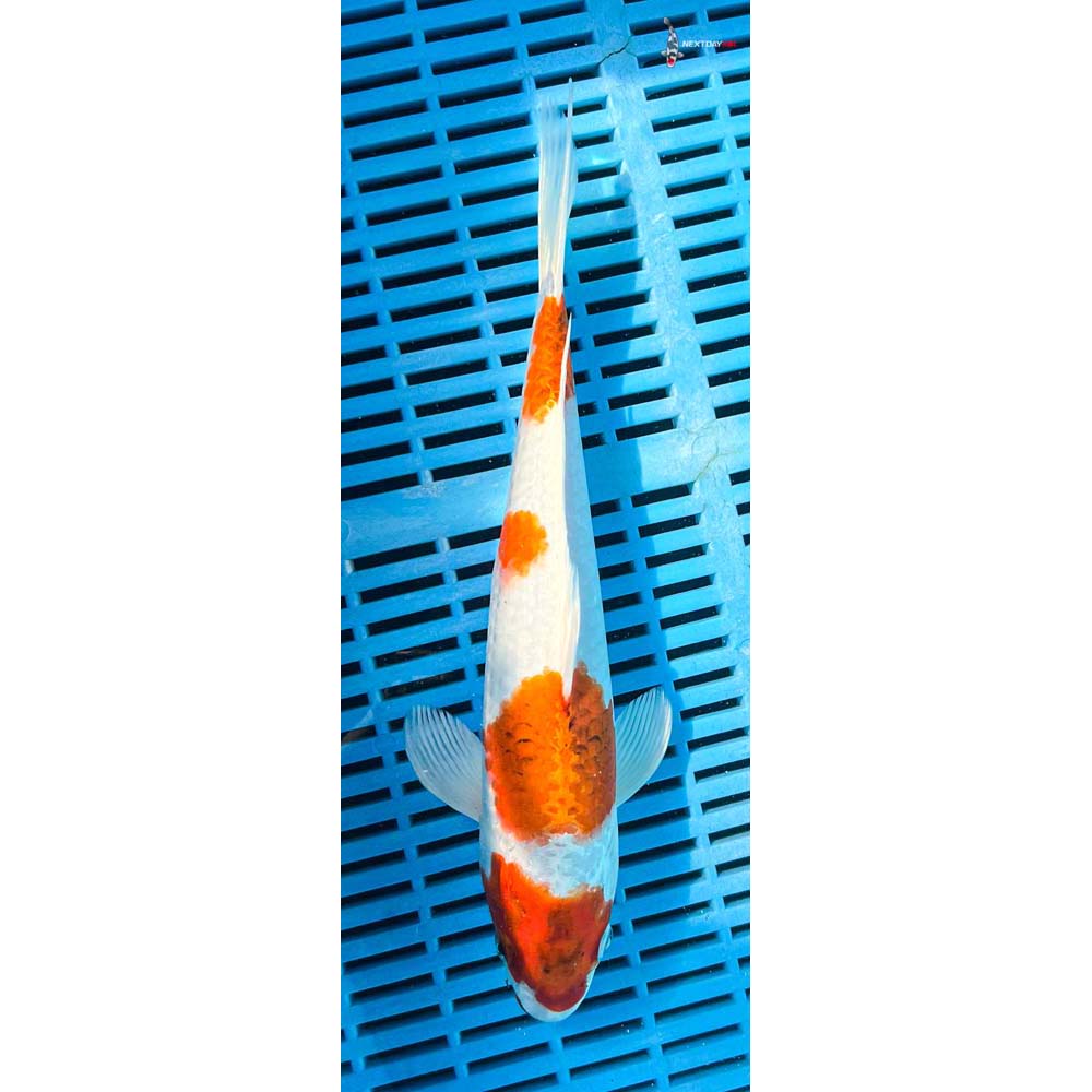 12-14” Imported Yamato Nishiki
