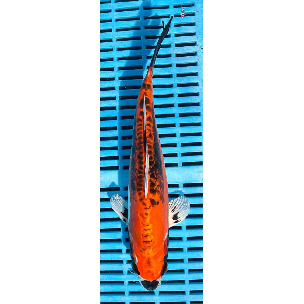 12-14” Imported Kin Kikokuryu