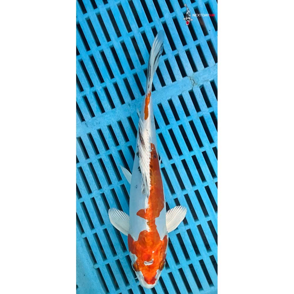 10-12” Imported Heisei Nishiki