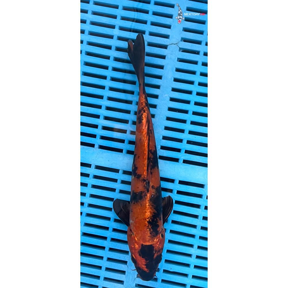 10-12” Imported Kin Hi Utsuri