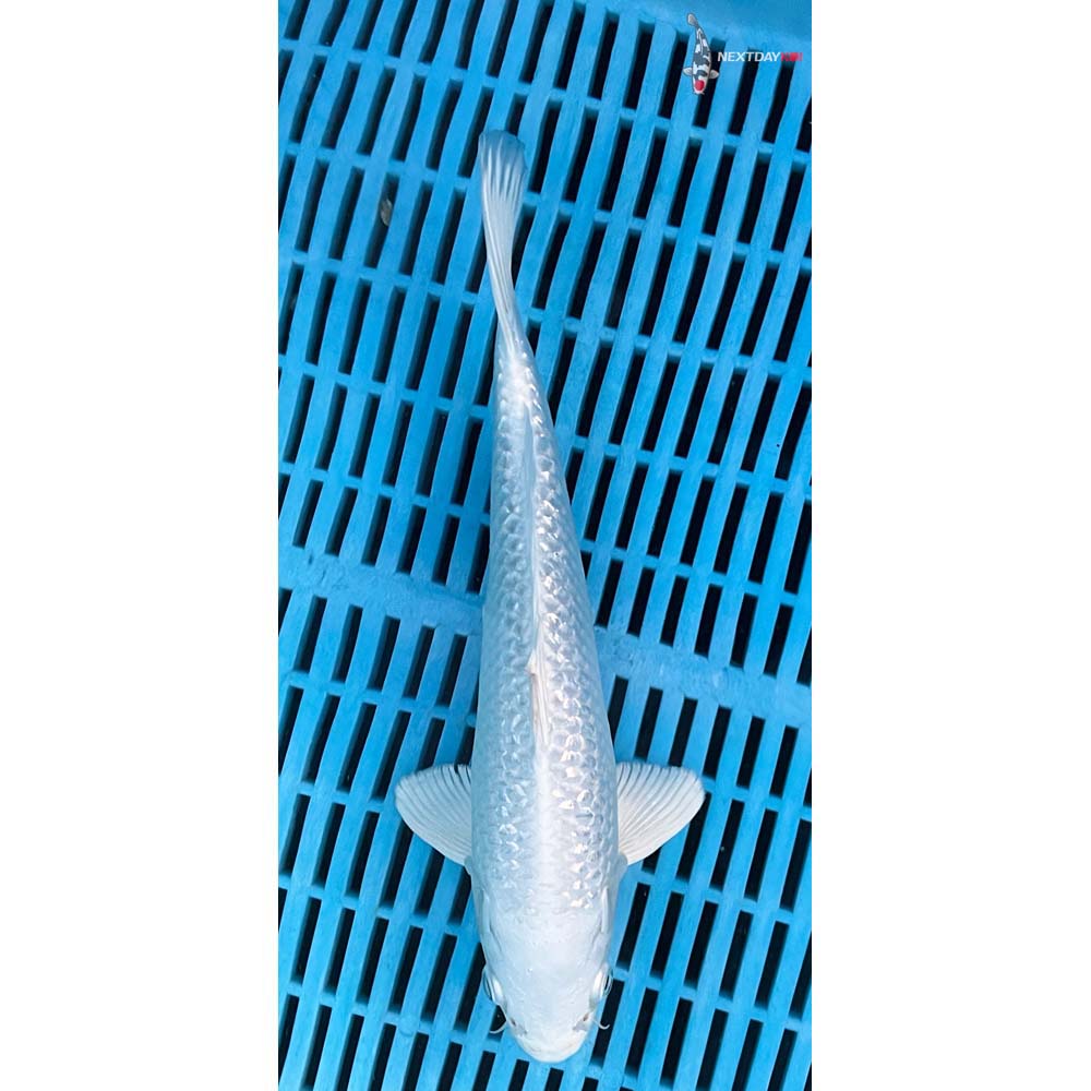 10-12” Imported Gin Rin Platinum Ogon