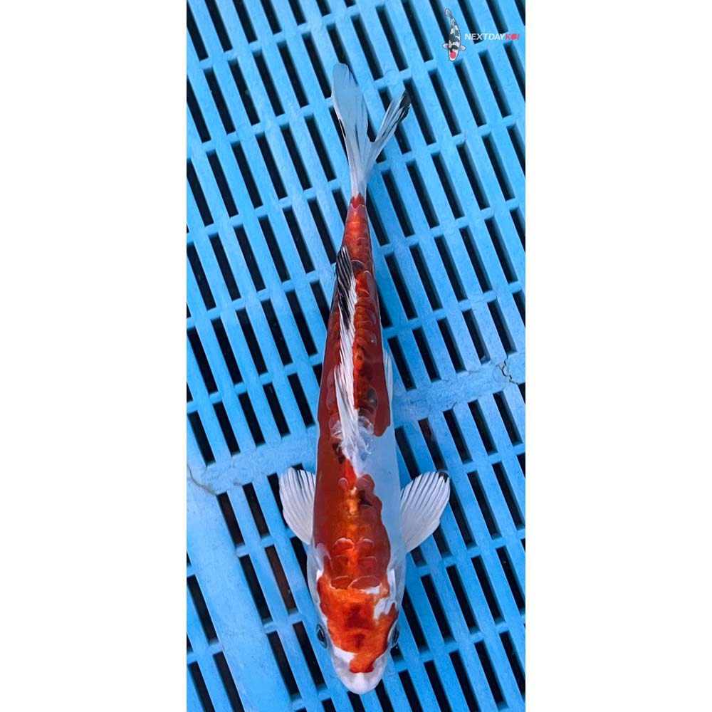 10-12” Imported Heisei Nishiki