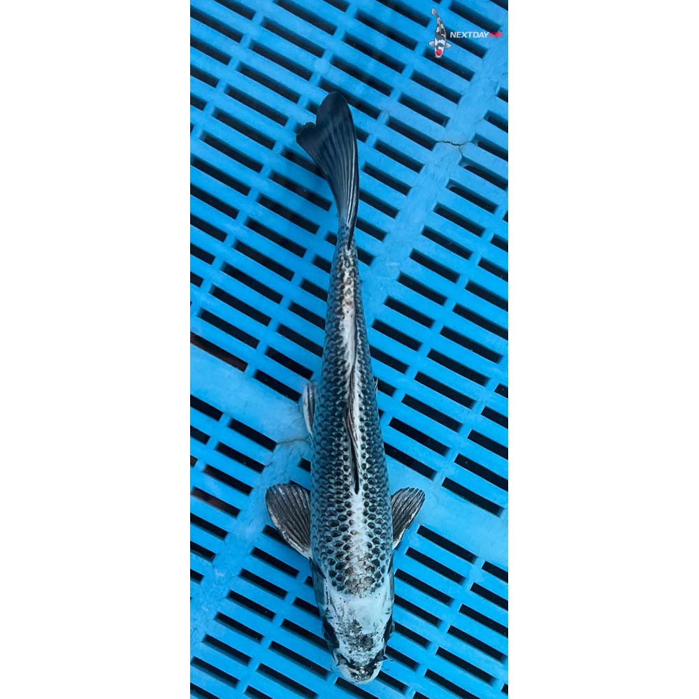 10-12” Imported Gin Matsuba