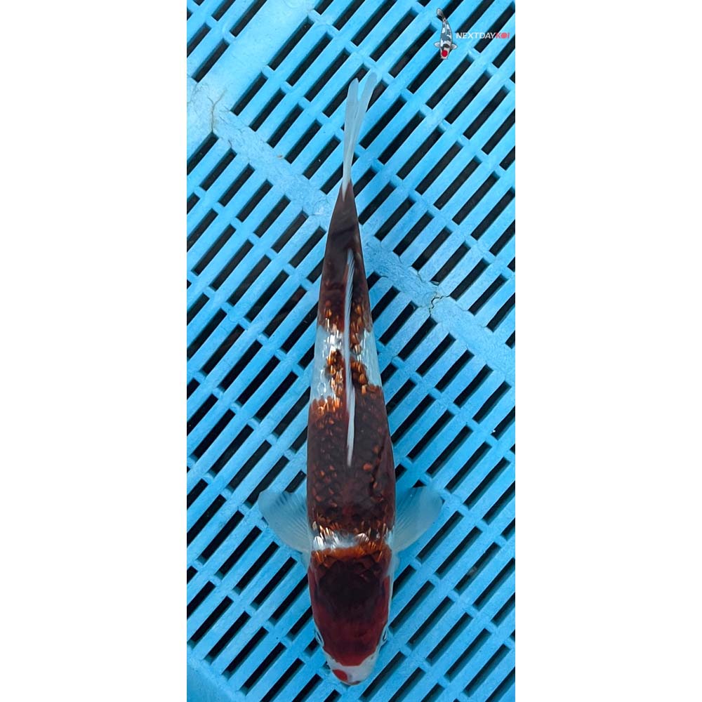 10-12” Imported Gin Rin Goromo