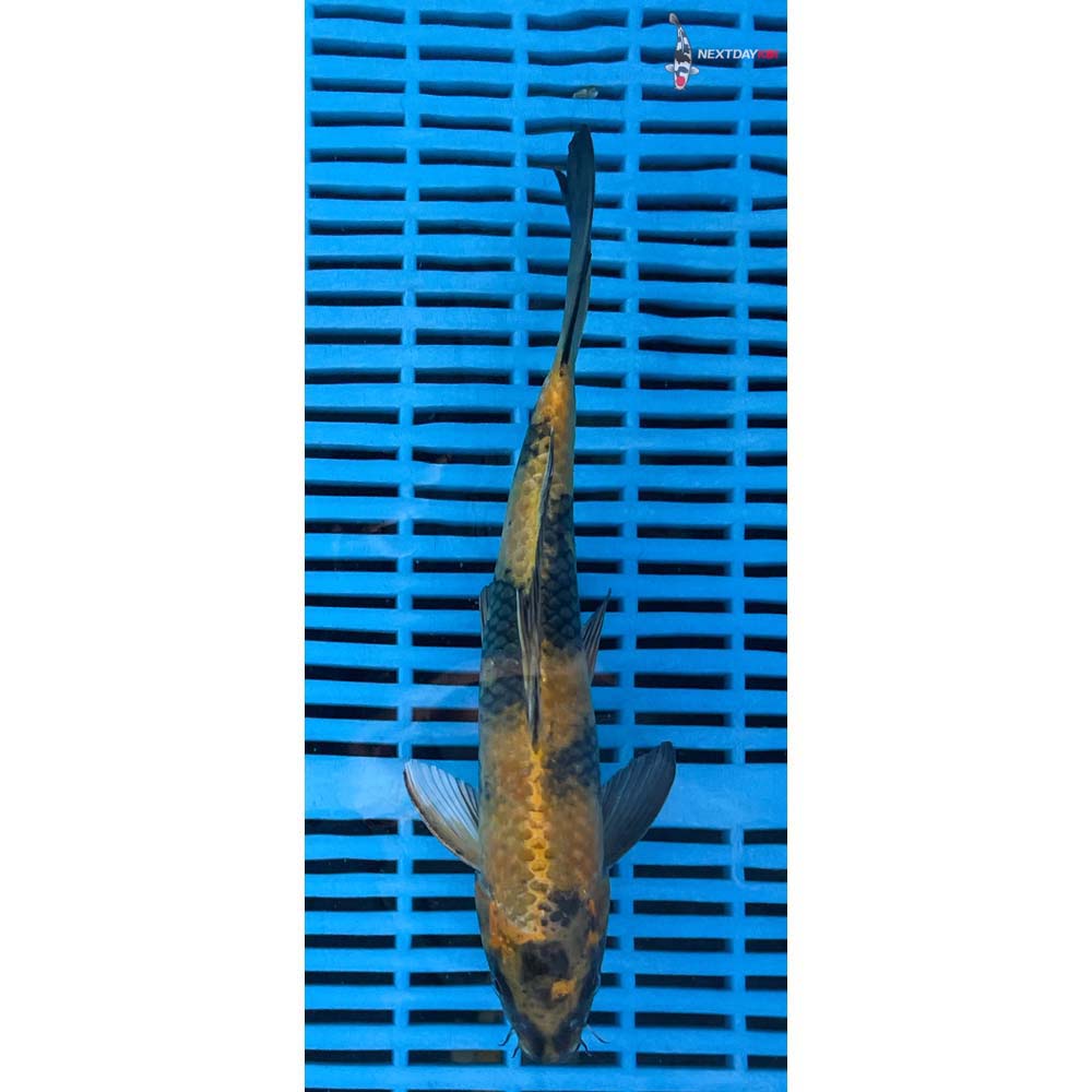 10-12” Imported Kin Ki Utsuri