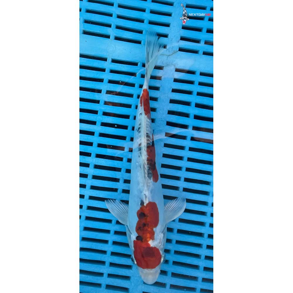 10-12” Imported Heisei Nishiki