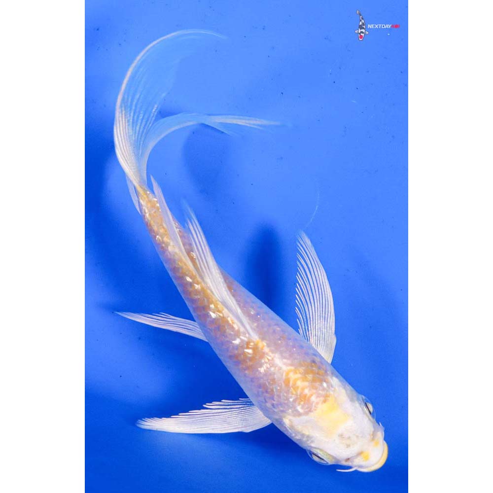 5” Imported Gin Rin Lemon Hariwake Butterfly Koi