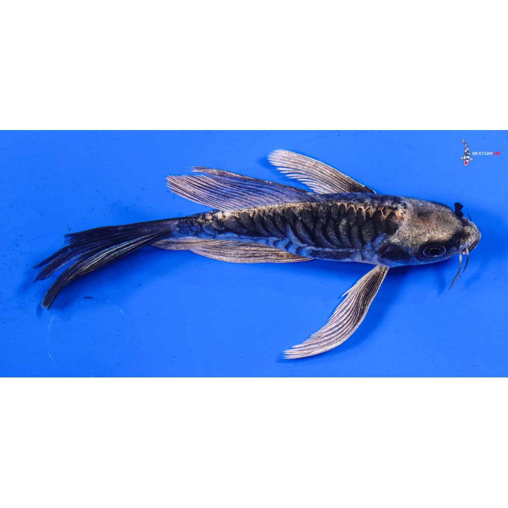 5” Imported Doitsu Gin Matsuba Butterfly Koi