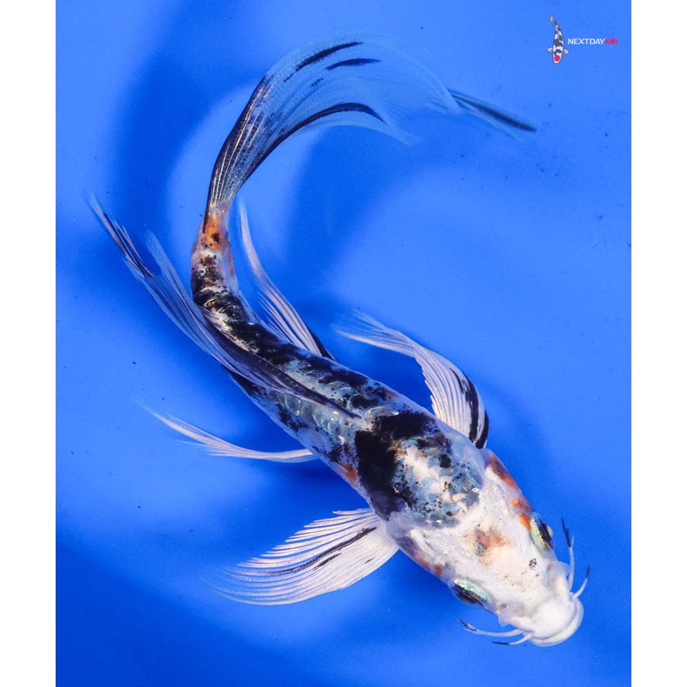 6” Imported Heisei Nishiki Butterfly Koi