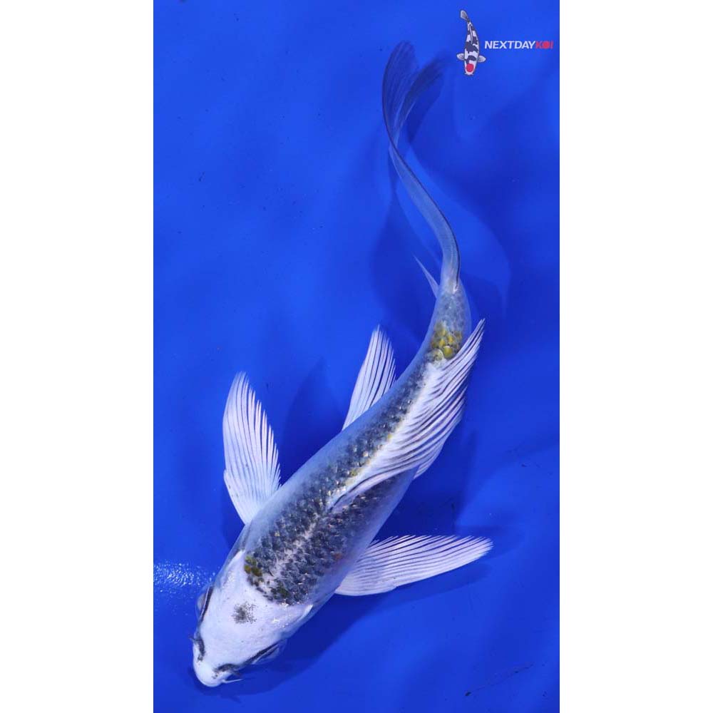 5” Imported Kujaku Butterfly Koi