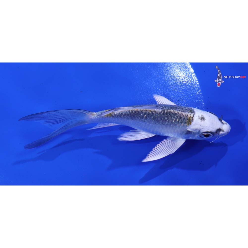 5” Imported Kujaku Butterfly Koi