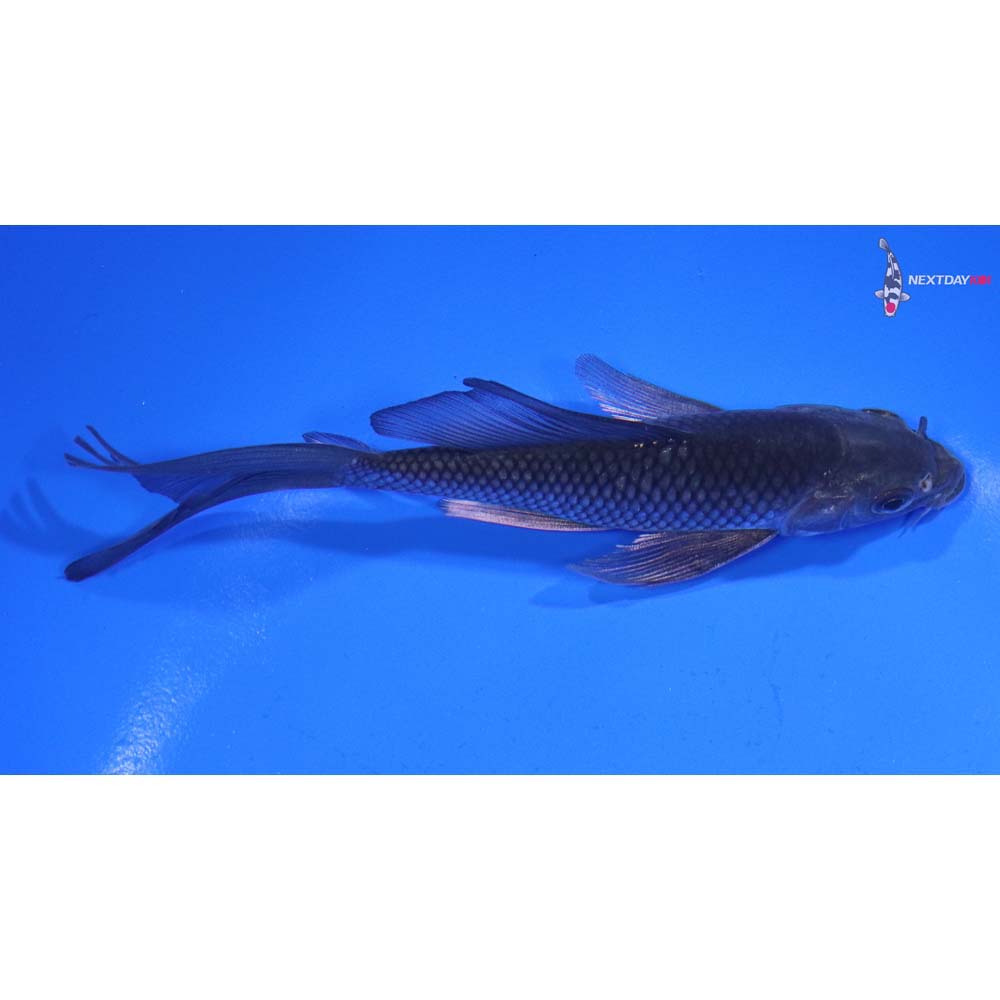 5” Imported Soragoi Butterfly Koi